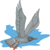 Flying Gull Clip Art